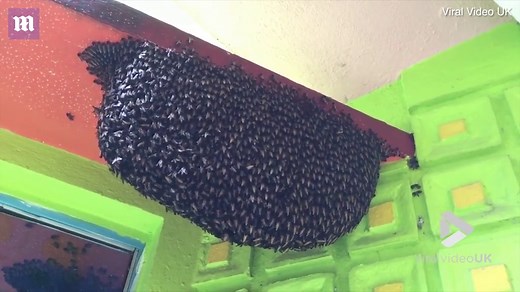 Honeybee colony creates 'Mexican wave' to ward off intruders