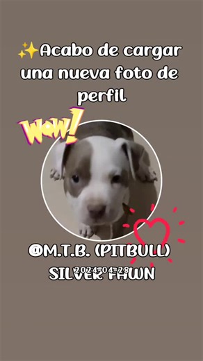 Silver Fawn Pitbull: Belleza Única