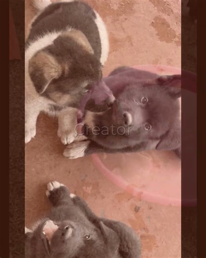 🐾🖤 ADORABLE MALE AKITA PUPPY LOOKING FOR A FOREVER HOME! 🐶✨