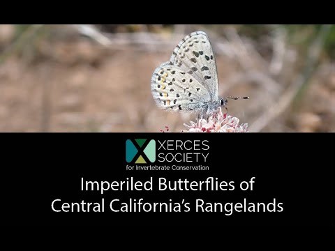 Imperiled Butterflies of Central California's Rangelands