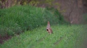 Grey Partridge During Mating Call Partridge Stock Footage Video (100% Royalty-free) 1097528453 | Shutterstock