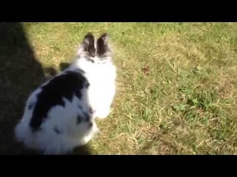 CUTE OVERLOAD! A Happy Bunny Binkying