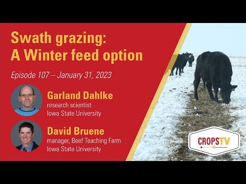 Swath grazing, A Winter feed option