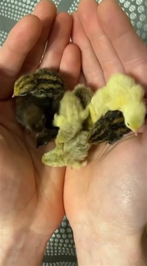 Button Quail Chicks Taking First Steps Minutes After Hatching 🐣 🥹 So Tiny & Fast #cavy
