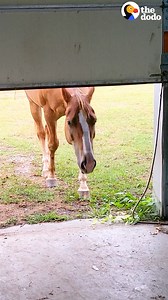 4.1M views · 50K reactions | Naughty horse loves to "help out" Dad in the garage but sometimes he gets a time-out  | The Dodo | Facebook
