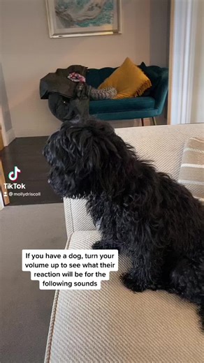 #dogsofttiktok #dogreaction #cockapoos