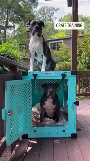 How to Foster a Reactive or Selective Dog (What Actually Helps)