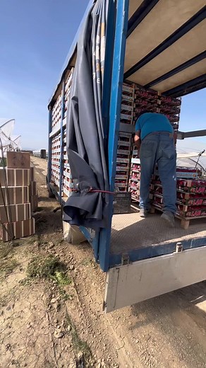 Funniest Strawberry Harvesting Moments in the Vineyards