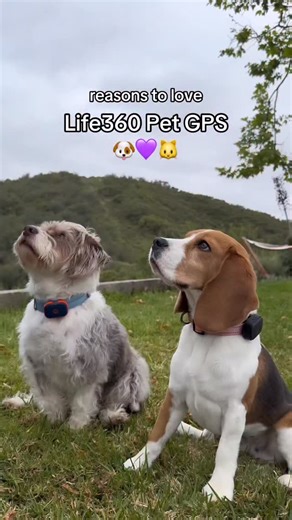 Life360 on Instagram: "Your fav family member is on the map 🥹 With our new Life360 Pet GPS, you can keep an eye on your four-legged besties right in the Life360 app 🙌"