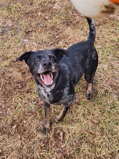 I get more crochet time when the dogs nap. the dogs nap after they play. If marble had her way, we do this all day long. #crochettiktok #catahoulaleoparddog #dogsoftiktok #dogplaytime #petsoftiktok