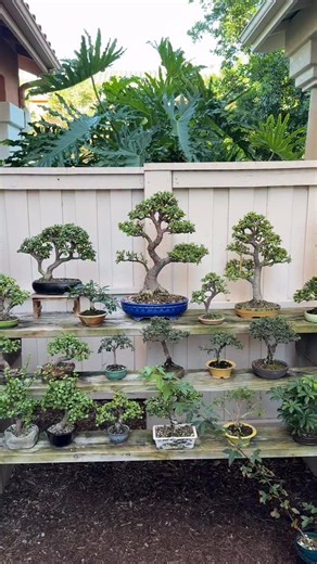 Do the mantis dance 🌳🐉 #bonsai #plants #garden #nature #trees | Zane’s Trees
