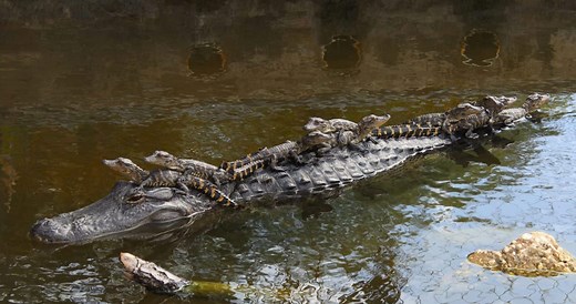 The Top 7 Most Alligator-Infested Rivers In South Carolina