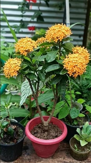 How to Plant & Grow Ixora: The Secret to Endless Blooms! 🌸✨