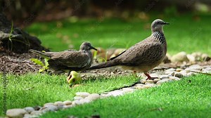 Juvenile spotted dove and mother. Young dove bird trying to walk and follow very closely to mother with spreading wing ,4K video.
