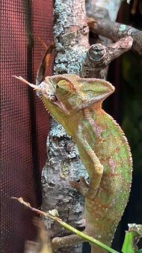 Veiled Chameleon eating breaksfast! Crickets are their staple diet.