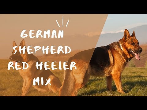 Red Heeler German Shepherd Mix, Info with pictures