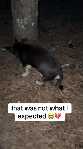 This Dog Shocked me 😭