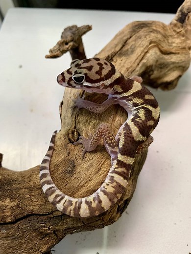 Central American Banded Gecko Care Sheet | Reptiles' Cove
