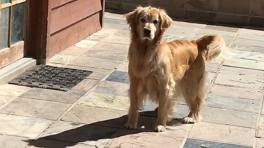 Meet Mayor Max, a dog that is the mayor of a California town