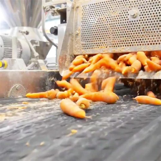 Carrot Juice Production: Full Industrial Process from Farm to Bottle
