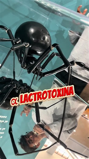 La viuda negra: Importancia médica y curiosidades