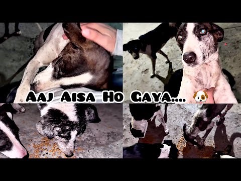 Aaj Stray Dogs Ne Rasta Rok Liya 🐾🐶 #vlog86 #dailyvlog