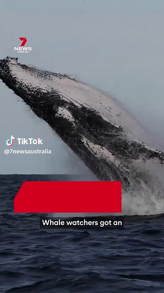 Whale watchers have been treated to a spectacular show as migrating humpbacks breached off Sydney's coast. #whale #humpback #humpbackwhale #whalewatching #migration #wildlife #pacific #ocean #sydney #7NEWS