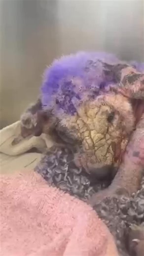 42K views · 749 reactions | When Violet was rescued by the rescue...