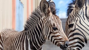 Meet new baby zebra, Dakota, and baby addax, Perkins, now roaming Blank Park Zoo
