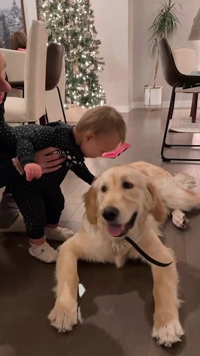 37K views · 162 reactions | Do allow babies around big dogs? #dog #baby #babies #dogsofinstagram #christmasparty #christmas #puppy | Janelle & Kate | Facebook