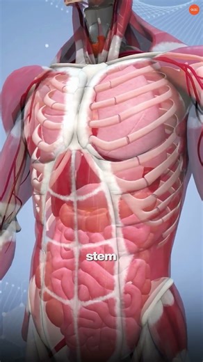 This Animal Can Regrow Its Head — And It Never Ages 😳 | Hydra Explained