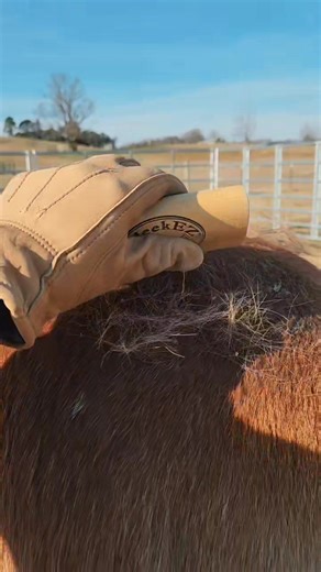 Little makeover... Yes, I mixed their names up at one point 🤣 | Blue Pine Quarter Horses