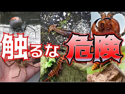 日本で遭遇する毒虫10選！世界最恐クラスの危険生物も！