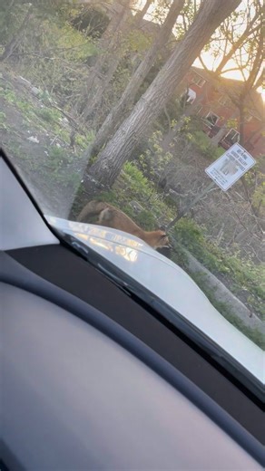 The fox captures its prey! Via u/_batty_ #foxes #foxoftheday #foxyroxy #wildlife #wildanimals #hunting | Save The Foxes