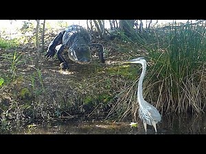 Alligator Pursues Juvenile Great Blue Herons