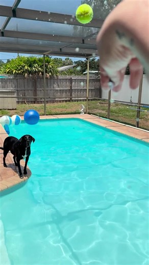 🐶💦 Got a dog who loves the pool? You're not alone! But did you know that our furry friends can throw off your pool's balance? Whether it's fur, dirt, or those joyful belly flops, pups can mean extra care for your pool. Luckily, we’ve got simple tips to keep your water clean, clear, and dog-friendly! 🐾🌊 Dive into the full blog for expert advice. Link in bio!