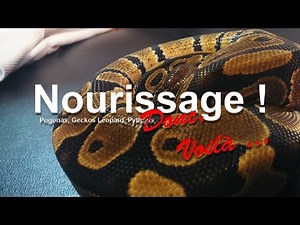 Nourissage Geckos - Pythons - Pogonas