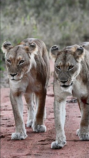 Capturing Africa’s Big Cats: Wild Moments Behind the Lens # safari #wildlife #wildlifephotography