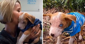 Abandoned Pit Bull Puppy Found In Box Grows Up To Be Happiest Dog