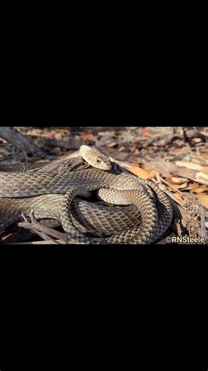 Ready, Set, GO!!! How fast is a Coachwhip? #LightningFast #quickgetaway #readysetgo | The Copperhead Den