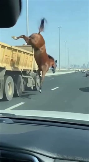 الحصان يسقط في الشارع#shorts#funny #ذكاء_اصطناعي