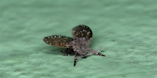 What Bug Experts Want You to Know About Getting Rid of Drain