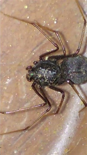 brown spitting spider a south African spider known for its unique hunting method( spitting webs).