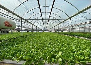 [Hot Item] Greenhouse Hydroponic Aquaponic Hydroponic Nft Channel System