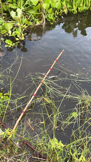 Fish trapping in rural technique | Fishing Village