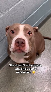 Oh mama 🥺 | Puppy Rescue