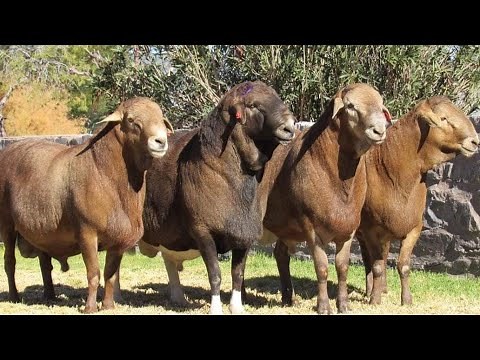 Meatmaster Sheep with High Meat Production / South Africa