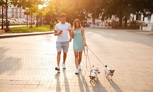 Dos and don’ts for housing societies for pets and stray dogs | Housing News