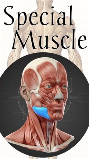Largest, Smallest and Strongest Muscles | Muscular System | #muscularsystem