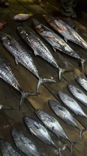 Hasil Trip Open Season 2026